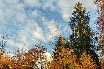 trees in autumn with blue sky and white clouds