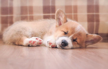 cute homemade puppy of corgi sleeps peacefully on wooden floor in the house stretched out small paws