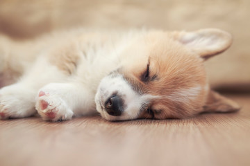 homemade puppy of corgi sleeps peacefully on wooden floor in the house stretching out small paws and closing his eyes