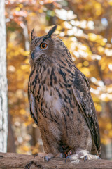 Great Horned Owl in the woods