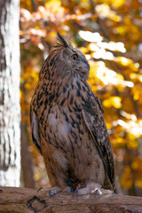 Great Horned Owl in the woods