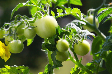 Tomatoes on Tree.