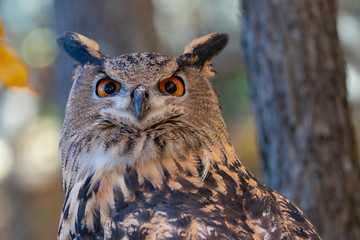 Great Horned Owl in the woods