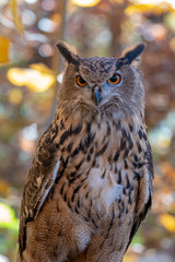 Great Horned Owl in the woods