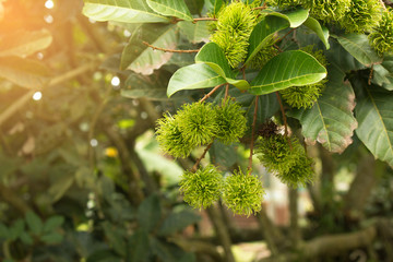 Rambutan fruit on plant, File dimensions 5472 x 3648  pixels