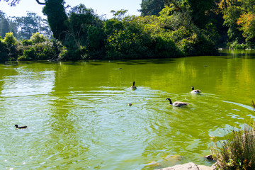 The green Lake with Canada Goose  in the Golden Gate Park