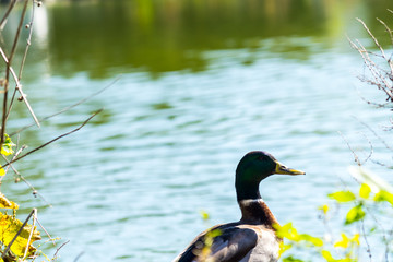 The green Lake with duck in the Golden Gate Park