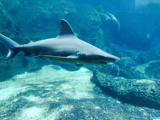 shark in aquarium