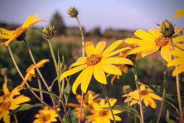 field of yellow flowers