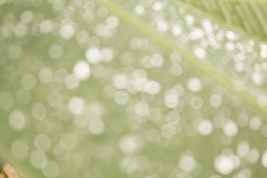 Blurred of green babana leaf with water drops make more bokeh for using soft focus natural background