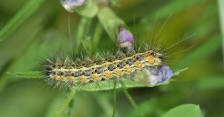 A small furry caterpillar feeding on a patch of Vetch during a warm afternoon.