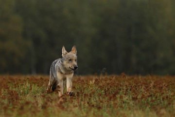 Naklejka na ściany i meble Puppy of Grey wolf running on colorful meadow - Canis lupus