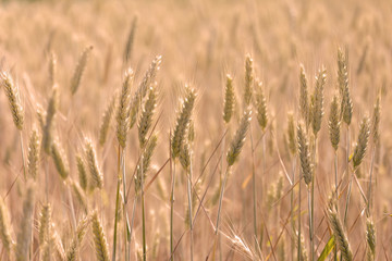 Wheat field in warm evening light, short depth of focus