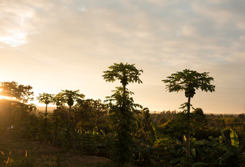 Fototapeta na wymiar Papaya plantation on sunrise background