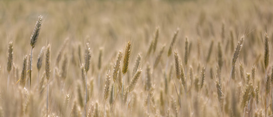 Wheat field in warm evening light, short depth of focus
