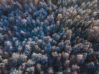 Winter forest with frosty trees, aerial view. Lithuania