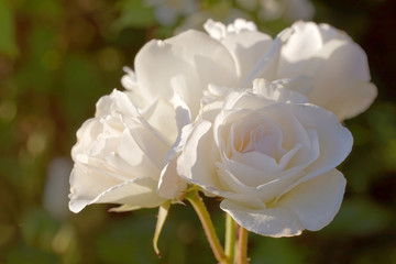 White rose flower called iceberg (latin: Surrexerunt), short depth of focus