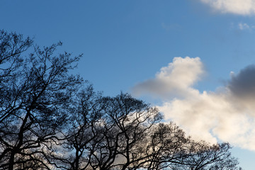 silhouette of trees against cloudy sky