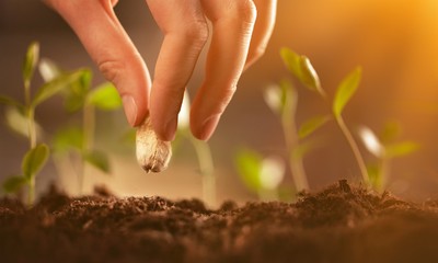 Farmer's hand planting seed in soil