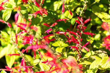 Obraz premium leaves of tree in autumn