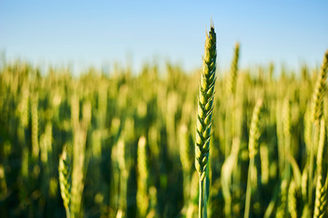 Close up of green wheat field at sunset. Selective focus