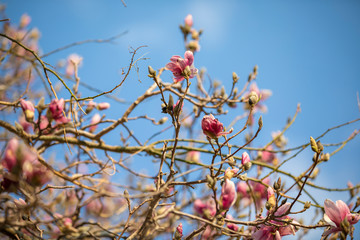 tree with pink flower