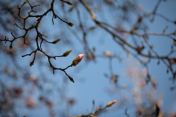 flower on the branch