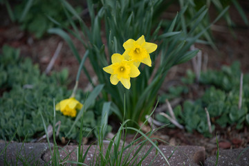 pair of daffodils