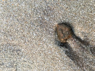 snail on rock