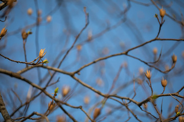 wintered branch