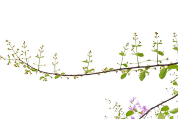 Lagerstroemia floribunda flower, also known as Thai crape myrtle and kedah bungor, is a species of flowering plant in the Lythraceae family. It is native of the tropical region of Southeast Asia