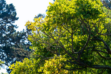 Fototapeta premium green leaves of tree in spring