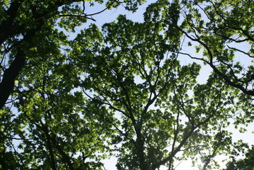 SONY DSC