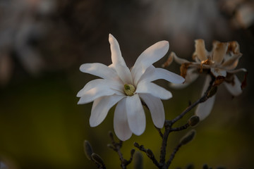 white flower