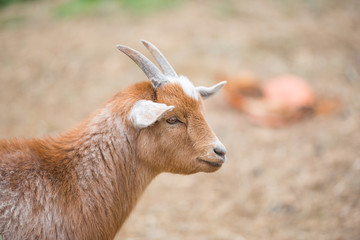Portrait of a goat