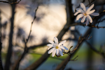 white flowers on the tree