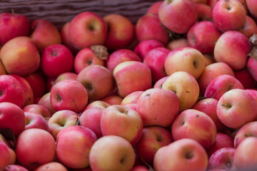Freshly harvested red apples