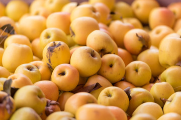 Freshly harvested golden apples