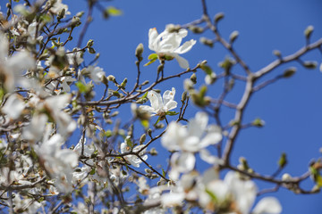 blooming branch