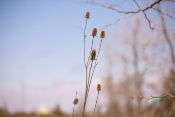 spike twigs