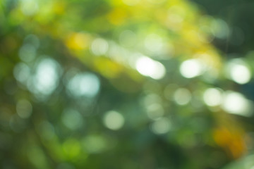 Natural green blurred abstract for background