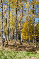 Obraz premium Autumnal birch or betula forest in the colorful mountain Vitosha, Bulgaria 