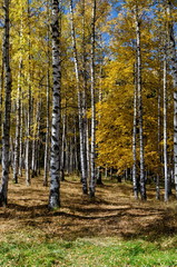 Obraz premium Autumnal birch or betula forest in the colorful mountain Vitosha, Bulgaria 