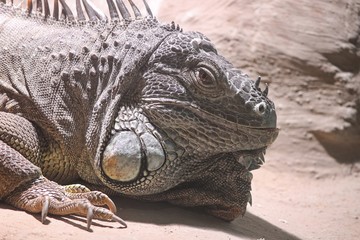 grüner Leguan iguana iguana
