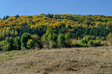 Fototapeta na wymiar Colorful autumn landscape of coniferous and deciduous forest with glade in the Vitosha mountain, Bulgaria 