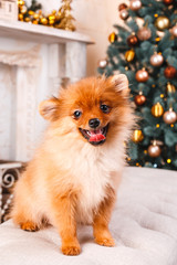 Small cute funny pomeranian dog sitting at sofa on Christmas tree background