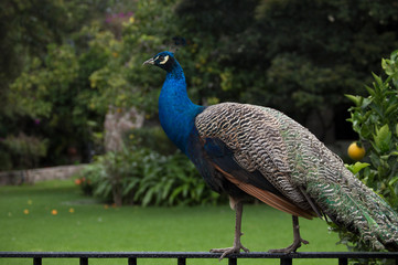 Obraz premium Pavo real en el Museo Dolores Olmedo en México