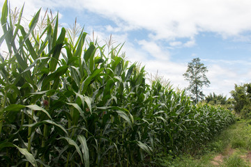 Landscape of Corn field