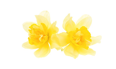 Yellow daffodils isolated on white. 