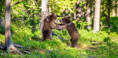 Brown Bear Cubs playfully fighting, Scientific name: Ursus Arctos Arctos. Summer green forest background. Natural habitat.